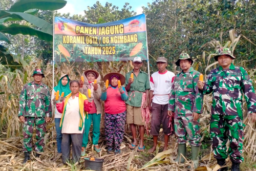 Babinsa Ngimbang Dampingi Panen Jagung dan Sosialisasi Perawatan Tanaman