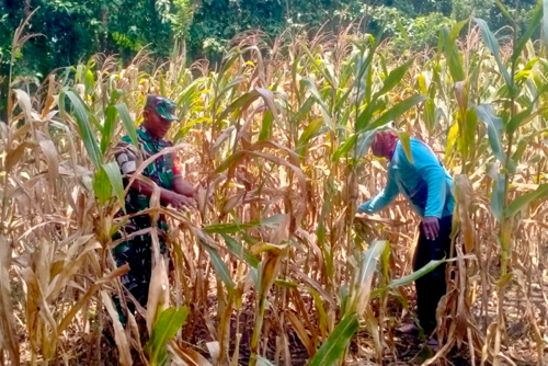 Babinsa Ngimbang Dampingi Petani Lewat Komsos