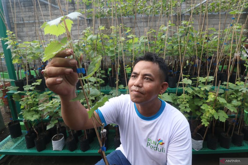 BRIN Ungkap "Speed Breeding" untuk Maksimalkan Pemuliaan Tanaman Buah