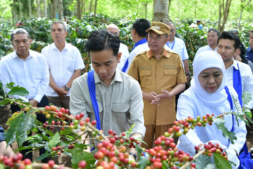 PTPN I Genjot Hilirisasi Kopi Ijen, Wapres Gibran Hadiri Panen Raya