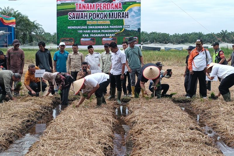 DTPH Pasaman Barat Tingkatkan Produksi Padi berbasis Kolaborasi