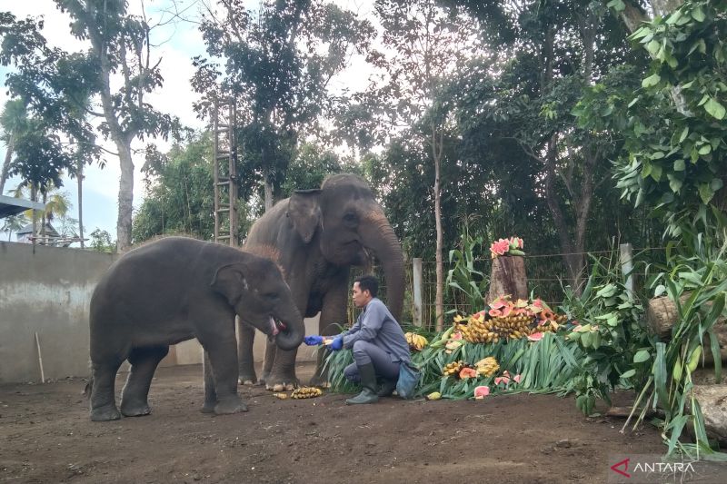 Bali Zoo Manjakan Gajah Sumatera Sambut Hari Gajah Sedunia