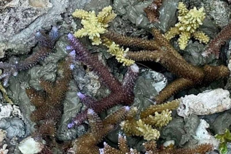 Kepulauan Seribu Libatkan Generasi Muda Jaga Ekosistem Pesisir Jakarta