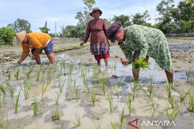 Tantangan Mencetak Sejuta Hektare Sawah di Papua