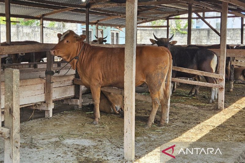 Memperjuangkan Peternak Sapi Lokal Tembus Pasar