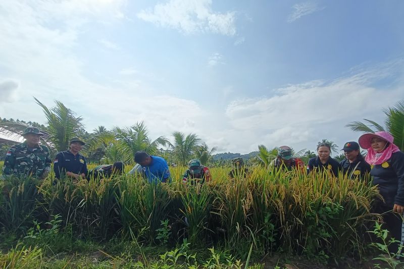 Kodim Talaud Dukung Ketahanan Pangan di Wilayah Kepulauan