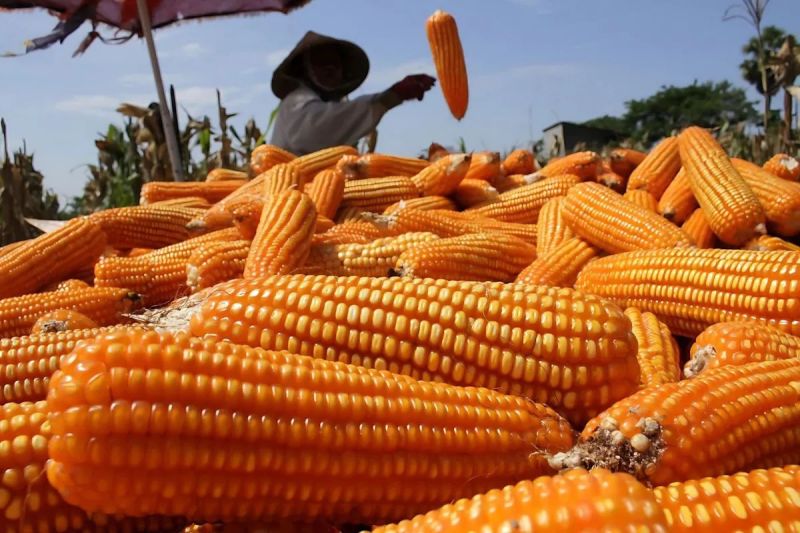 SPHP Jagung, Pemerintah Siapkan Rp78,6 Miliar Bantu Peternak Unggas