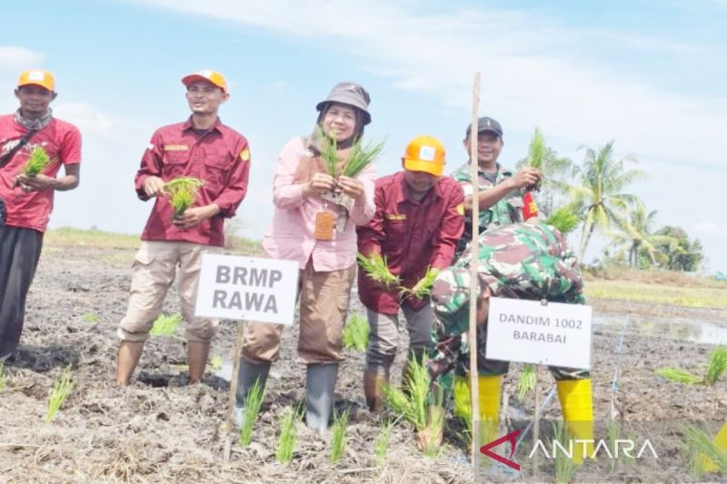 BRMP Rawa Dampingi Petani Kawal Optimalisasi Lahan Rawa Nasional