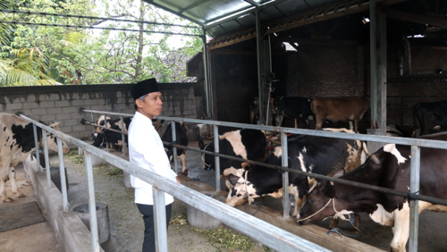 Kades Nur Hadi Tinjau Sapi Perah Program Ketahanan Pangan Desa Kaligondo