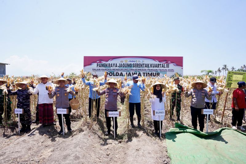 Kapolda Jatim dan Bupati Ipuk Panen Raya Jagung di Banyuwangi