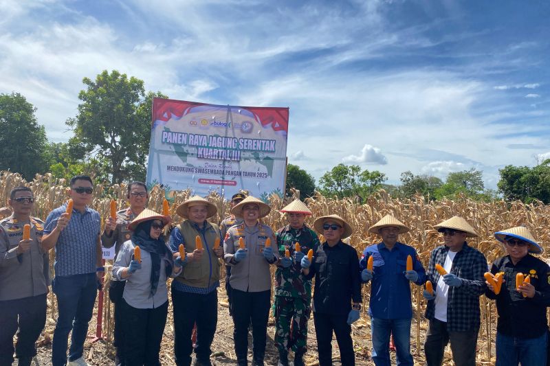 Sidrap Dukung Ketahanan Pangan Nasional Lewat Panen Raya Jagung