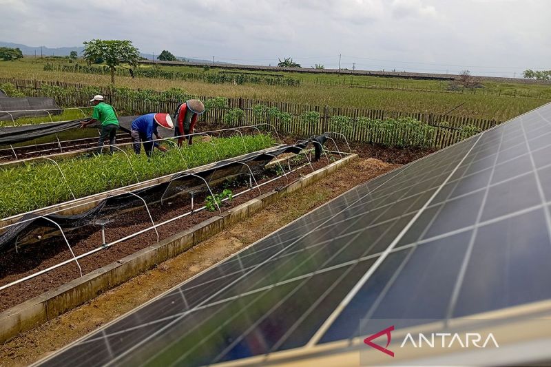 Petani Kalijaran Raih Harapan Baru Lewat Energi Surya dan Inovasi