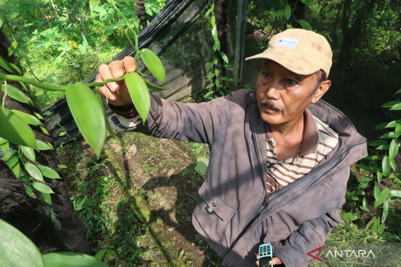 Mengharumkan Vanili Indonesia