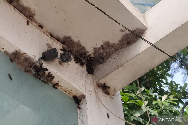 Pemkab Bondowoso Siapkan Insektisida Tangani Serangan Ulat Bulu