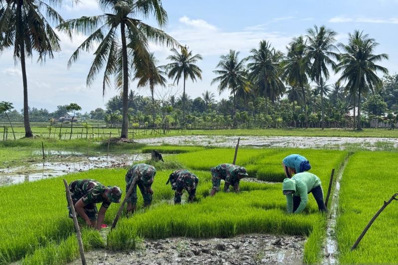 TNI dan Warga Tanam Padi di Lokasi TMMD Kabupaten Gorontalo