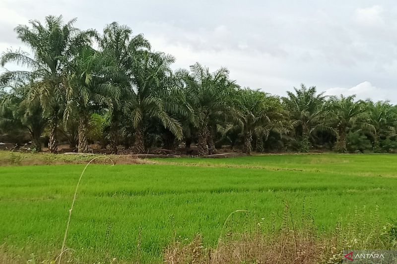 Kebijakan Bulog Serap GKP Petani Dongkrak Kesejahteraan Masyarakat