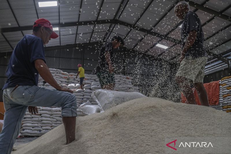 Rahasia Sukses Swasembada Beras 2025