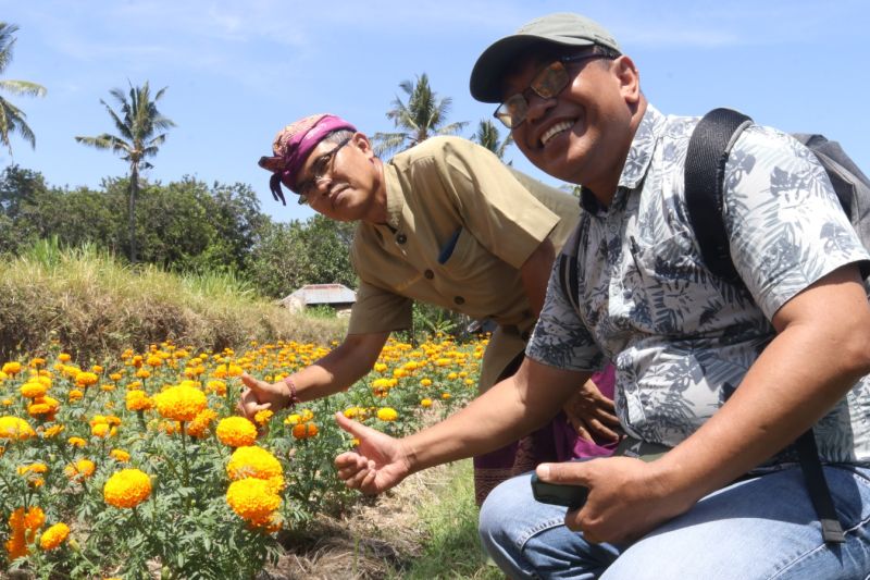 Akademisi Undiksha Ciptakan Pupuk dan Pestisida Nabati