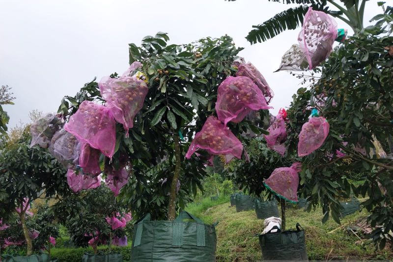 Arah Pengembangan Buah Indonesia
