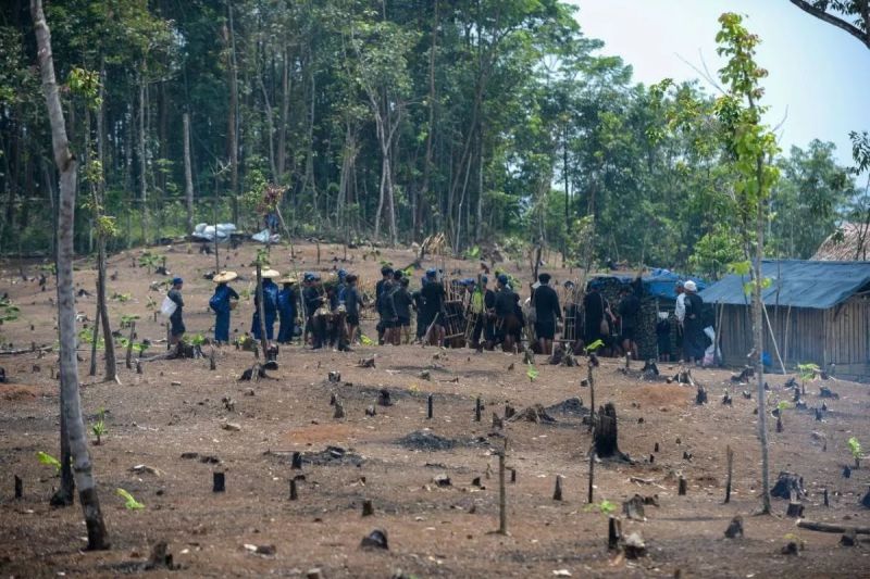 Petani Badui Kembali "Ngaseuk" Padi Huma di Lahan Darat