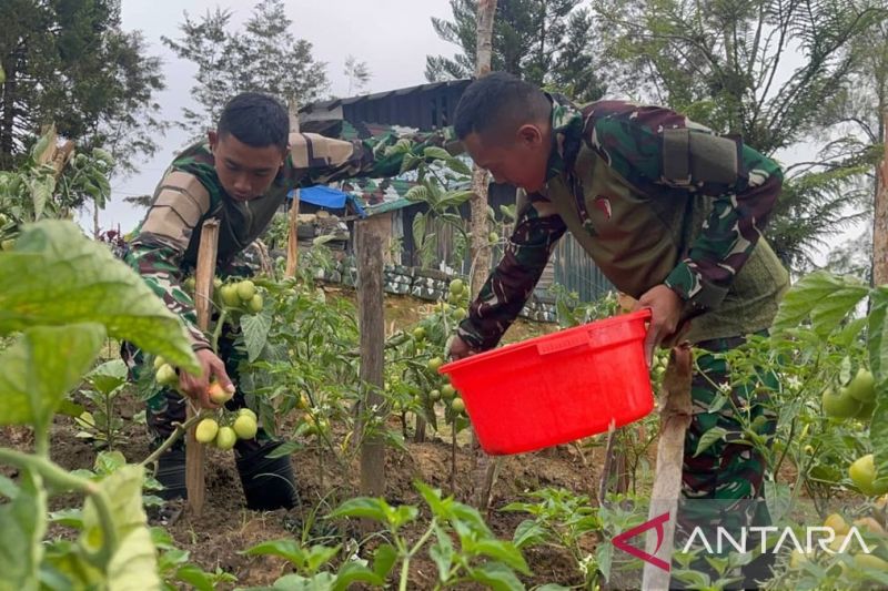 Satgas Yonif 521/DY Dorong Ketahanan Pangan di Napua Jayawijaya