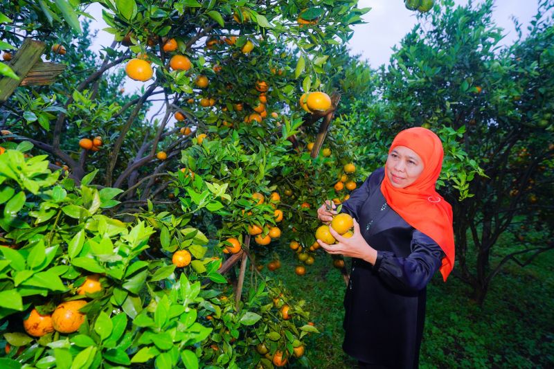 Khofifah Dorong Perluasan Pasar dan Desa Wisata Jeruk Siam Madu Tutur