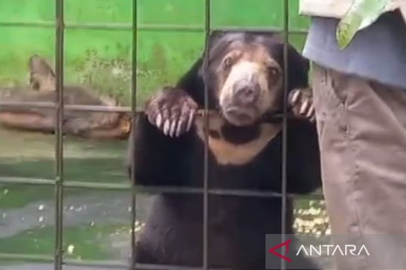 PPS Alobi-PT Timah Rehabilitasi Ratusan Satwa Langka