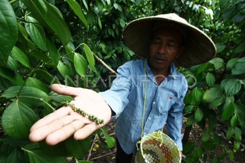 Babel Jadikan Bangka Selatan Sentra Perkebunan Lada