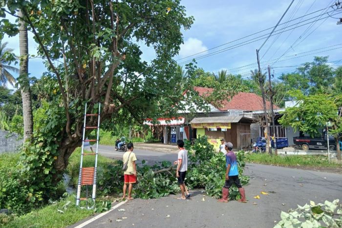 Pemdes Benelanlor Gelar Perapian Pohon Pinggir Jalan Desa
