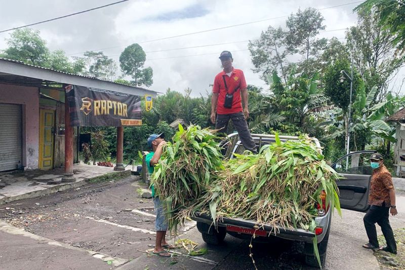 Pemkab Lumajang Siapkan Bantuan Pakan Ternak di Masa Darurat Semeru